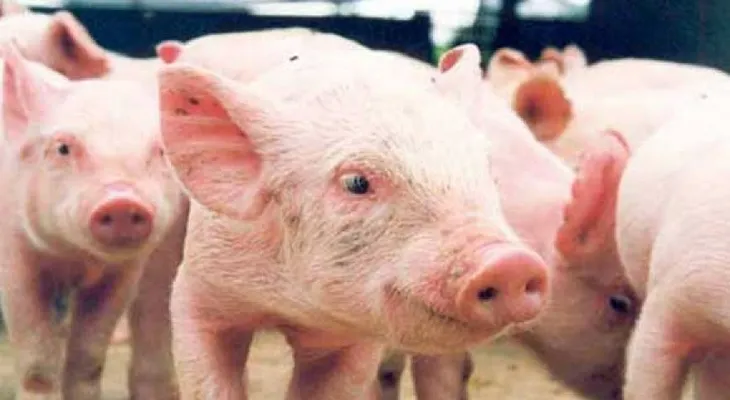 Detectan 14 brotes de peste porcina en RD que obliga sacrificar 770 cerdos