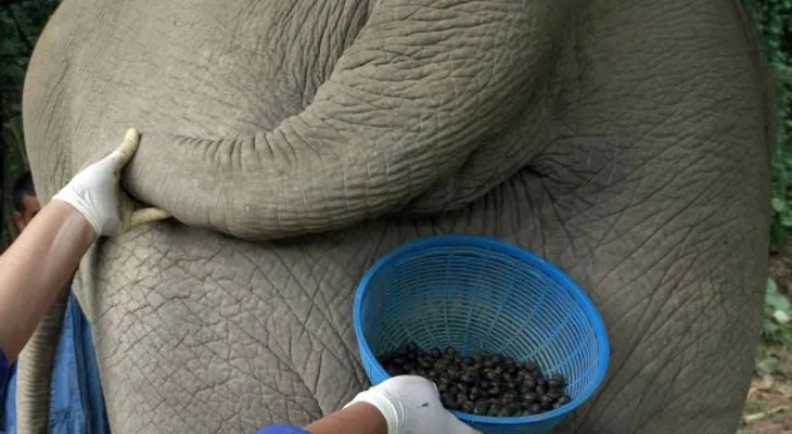 El delicioso café del excremento de elefante 