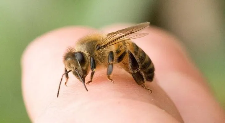 Descubren veneno de abeja cura el Sida
