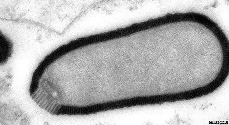 Descubren unos virus gigantes con doble blindaje
