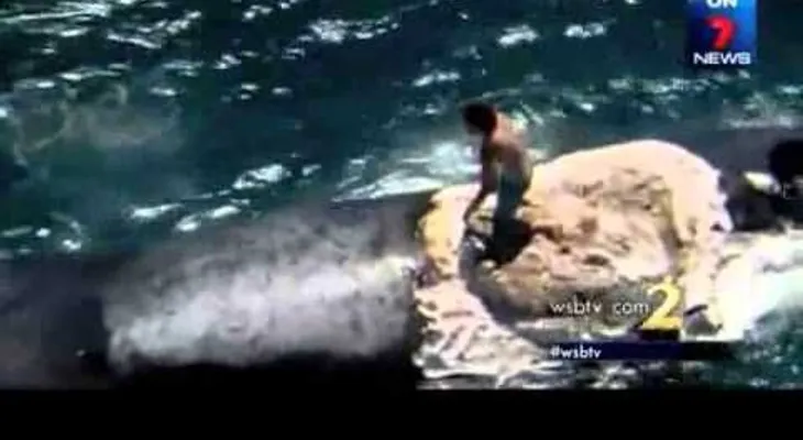 Se subió en una ballena sin saber que esta era la cena para varios tiburones (VIDEO)
