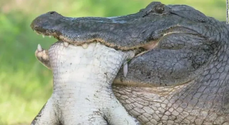 ¿Qué hacer si te encuentras de frente con un caimán?