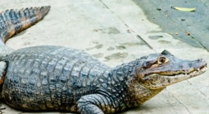 Hallan caimanes comiendo cadáver de un humano en Florida