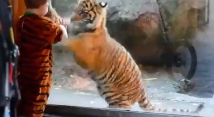 Video: cachorro de tigre de Sumatra y niño disfrazado se hacen amigos