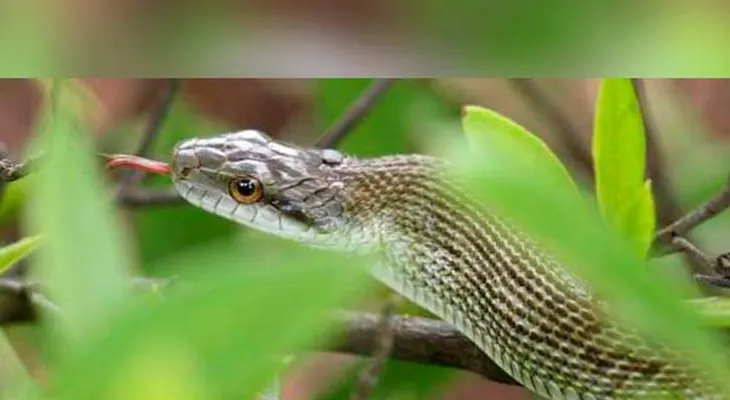  Científicos chinos logran criar serpiente rara en peligro de extinción 