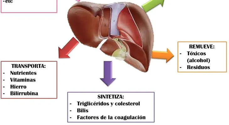 El higado graso desaparece ahora mismo consumiendo esta fruta