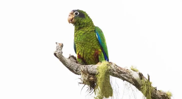 Disminuye población de cotorras y pericos Parque Nacional Montaña La Humeadora