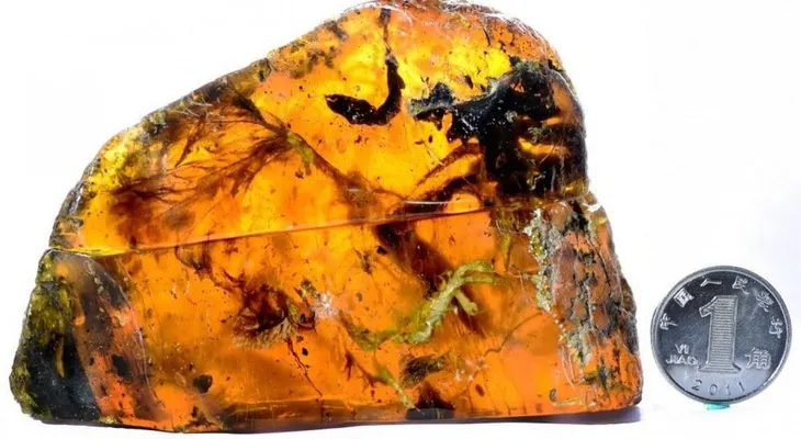 Hallan un fósil de un pájaro prehistórico en una piedra de ámbar
