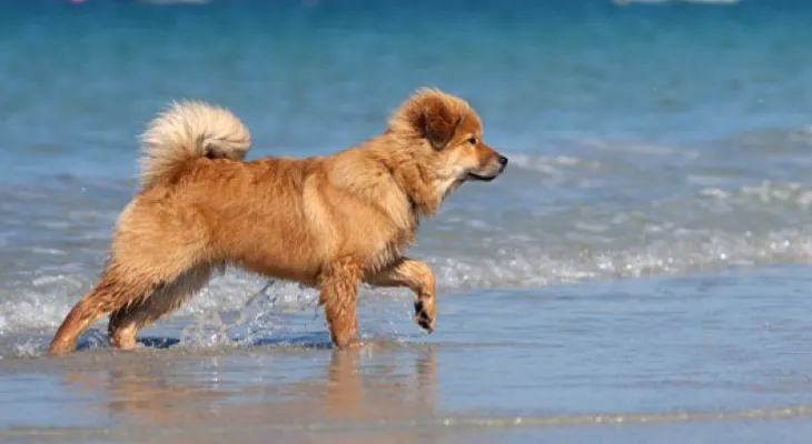 Mascotas: ¿cómo cuidarlas en la playa?