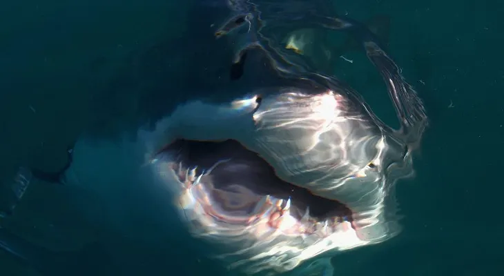 Gran tiburón blanco muere después de tres días de cautiverio