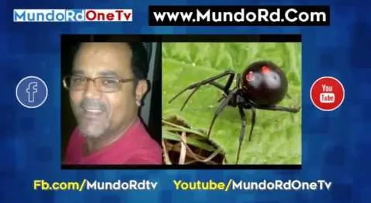 Muere hombre tras ser picado por una araña "viuda negra" (VIDEO)