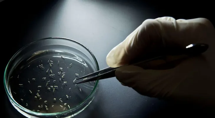 Centros para el Control y Prevención de Enfermedades expanden la lista de países en los que está presente el Zika