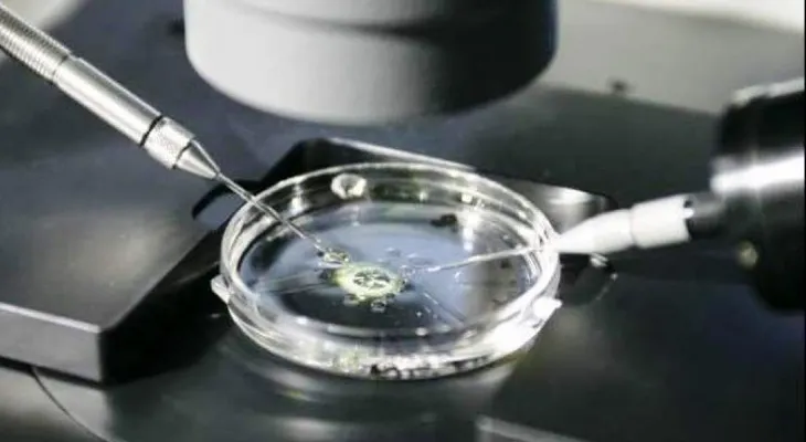 Identifican las células culpables de que embriones no se implanten en útero