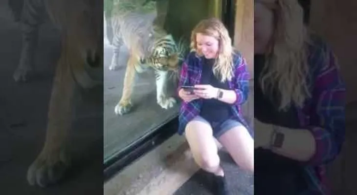 Una mujer embarazada se acerca más de la cuenta a un tigre y ocurre lo inesperado