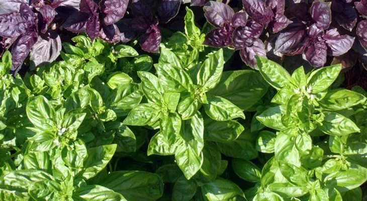 Albahaca combate el envejecimiento; para el insomnio, la fatiga, ansiedad, reduce el dolor de cabeza 