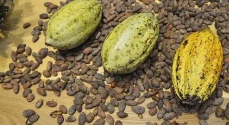 RD es segundo mayor exportador mundial de cacao fino