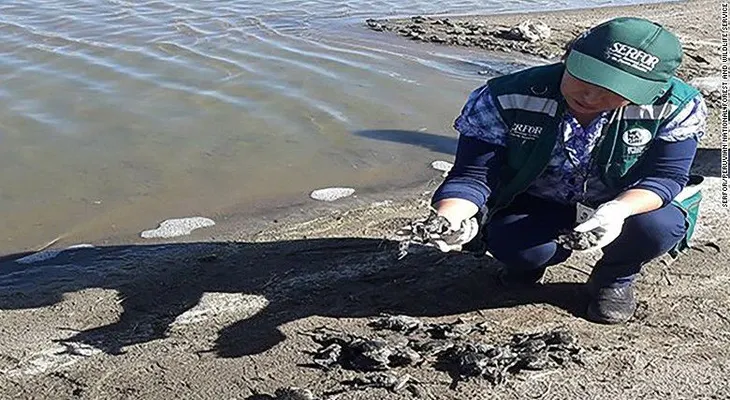 Miles de ranas peruanas se están muriendo, y nadie sabe por qué