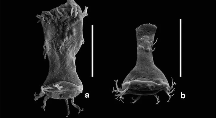 Científicos identifican monstruos del Apocalipsis: ¿estamos ante una nueva extinción masiva?