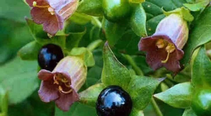 La planta Belladona es efectiva contra el cáncer de próstata, comprueban científicos 