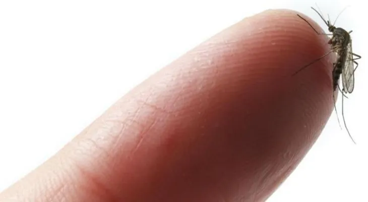 10 cosas provocan picadura de un mosquito 