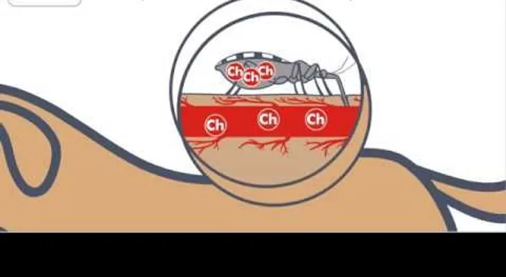 PELIGRO: si encuentras un insecto de estos debes ir al doctor INMEDIATAMENTE!!! (VIDEO)