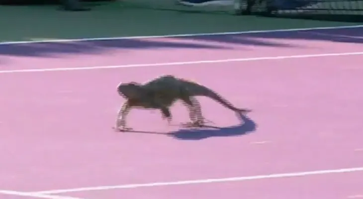 Una iguana detuvo un partido del Masters de Miami y un jugador se sacó una selfie