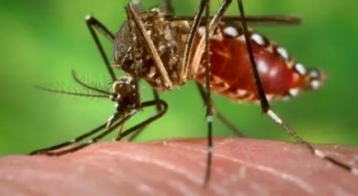 Suspenden fiestas populares por brote de cólera y dengue en ciudad de Cuba 