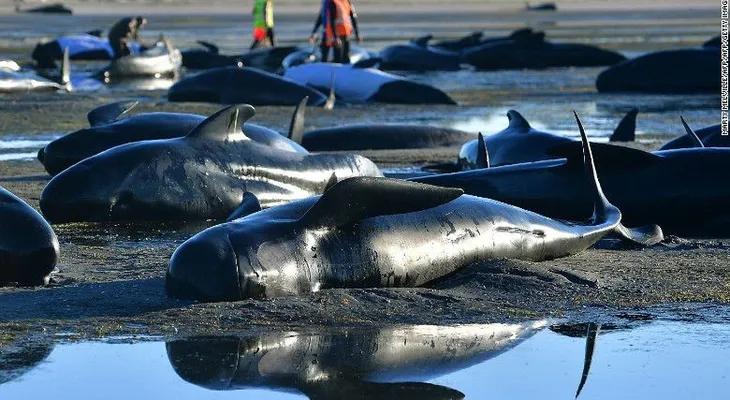 Perforan cadáveres de ballenas encalladas en playa de Nueva Zelandia para evitar que exploten