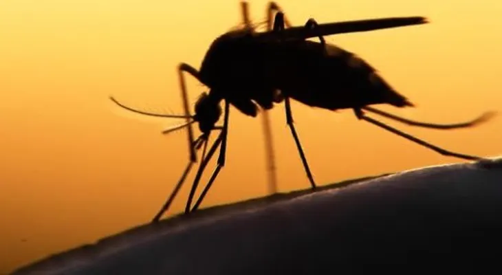Brote del zika ya no es una emergencia de salud pública a nivel mundial, dice OMS