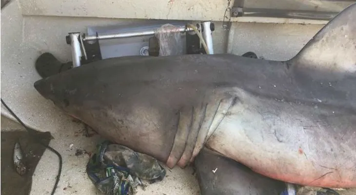 Un gran tiburón blanco saltó dentro del barco de un pescador en Australia