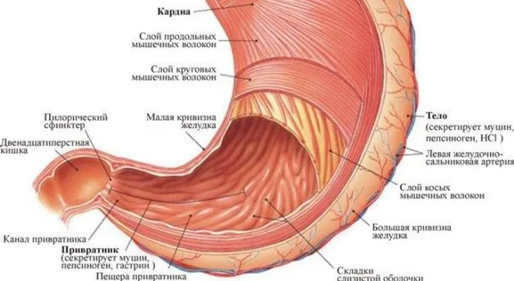 Los microvilos funcionan para la absorción de nutrientes en el tracto gastrointestinal