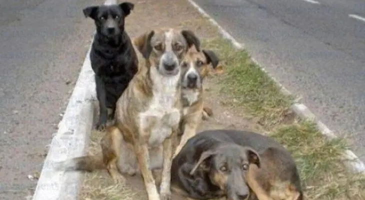 ¿Cuáles son las enfermedades más comunes que padecen los perros?