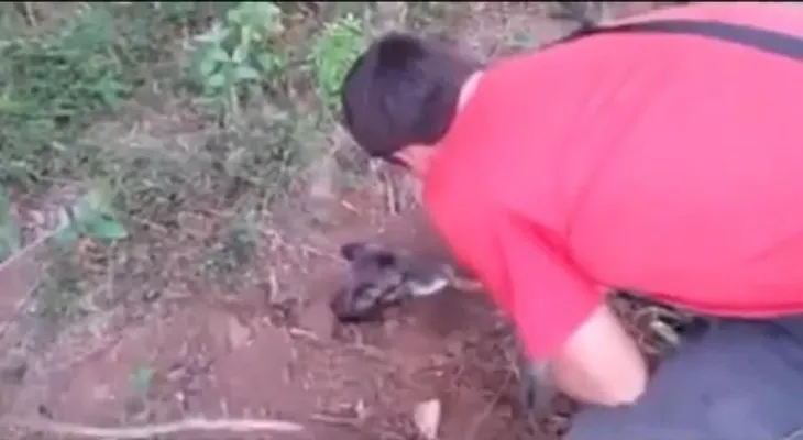 Video: Rescatan a un perro enterrado vivo