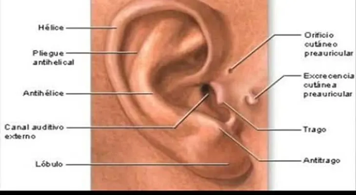 17 cosas que no sabias de tu cuerpo
