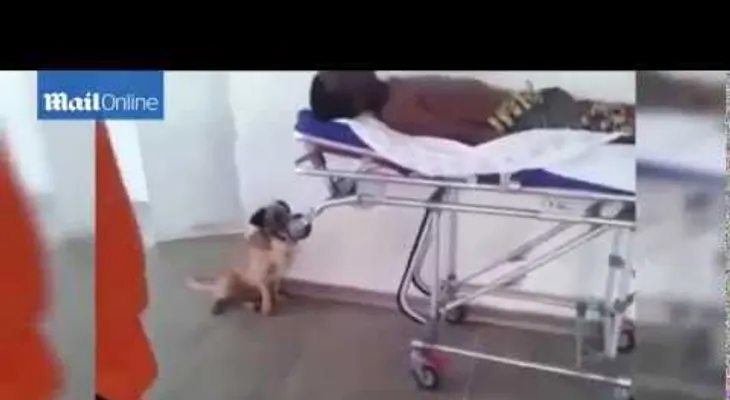 Un perro corre tras ambulancia varios kilómetros para acompañar a su dueño al hospital