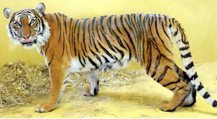 Un tigre muerde a una mujer que se coló en su jaula para acariciarlo