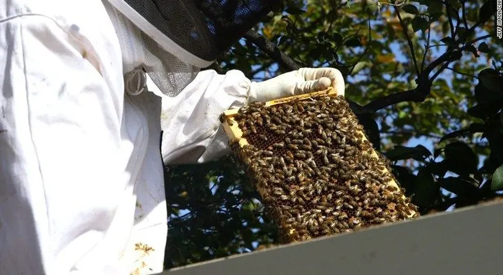 Abejas en la Casa Blanca: conoce la primera colmena presidencial