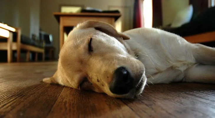 Un pueblo italiano multará a los perros que ladren durante la siesta