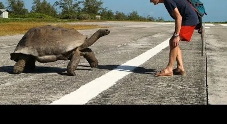 Tortuga ataca explorador que la observaba