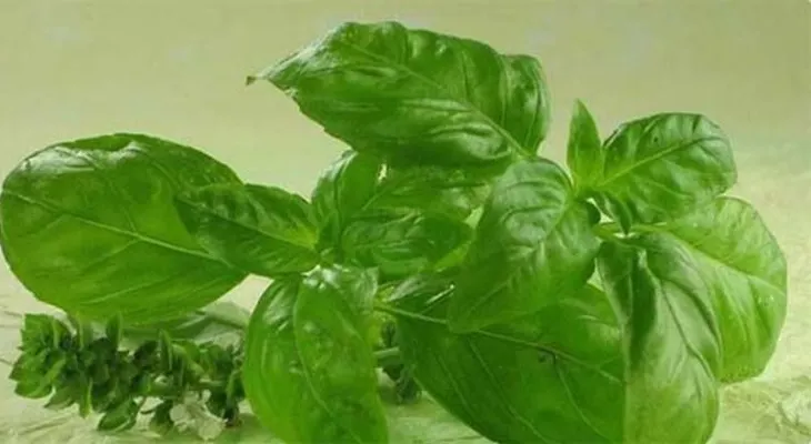 Planta milagrosa! Antibiótico, antioxidante, limpia la sangre y reduce el colesterol!