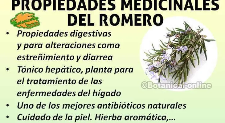 La impactante planta aromática que puede detener el envejecimiento