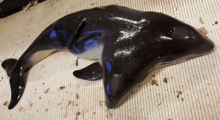 Hallan por primera vez a una marsopa de dos cabezas