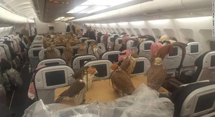En Medio Oriente, tu compañero de vuelo podría ser un halcón