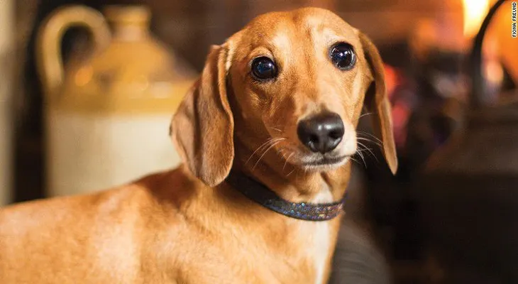 Cervezas y el cariños en las pancita: conoce a los perros pub de Londres