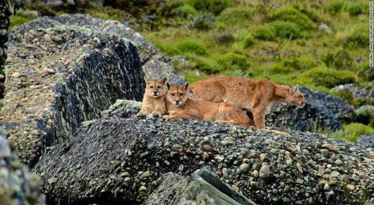 Así es un safari para buscar pumas en la Patagonia chilena