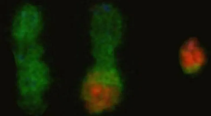 Reproducen en células humanas modificaciones cromosómicas propias del cáncer
