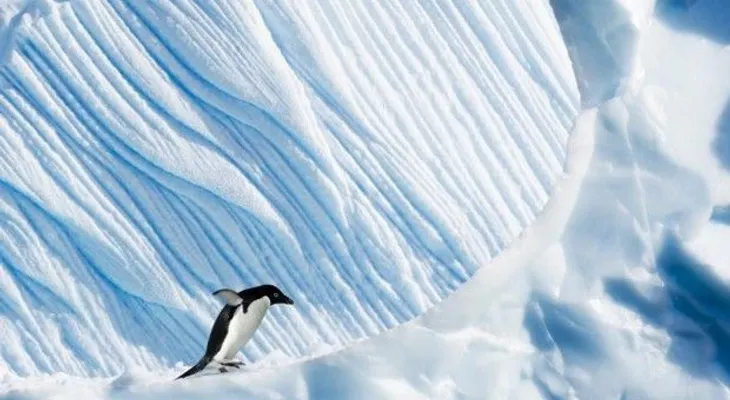 Iceberg causa muerte de 150.000 pingüinos en la Antártica