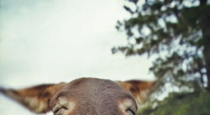 Cuando "practicar" con animales era el remedio contra la gonorrea 