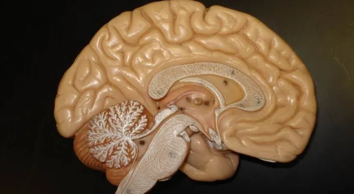 Las personas sociables tienen el cerebro más grande 