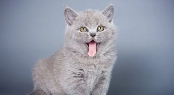 3 trucos para mantener a tu gato entretenido